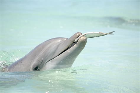 51 Interesting Facts About Dolphins Baby Healthy Parenting