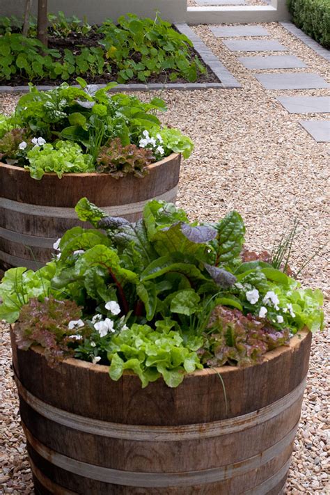 Fill the barrel with water, add some potash and allow it to soak for a week. 5 tips to get your veggie garden started - Spatula Magazine