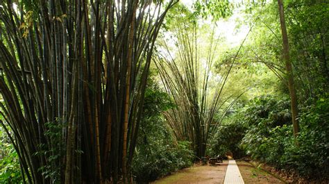 Kl eco forest park is located in the heart of kuala lumpur city. 12 free things to do in KL with your family