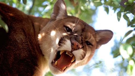 Whats The Difference Between A Mountain Lion And A Cougar Howstuffworks