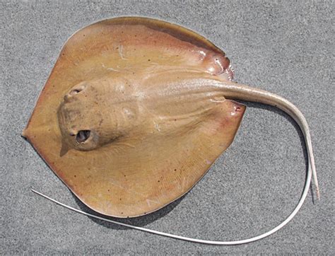 Scientists Name Giant Stingray From Northern Australia Csiroscope