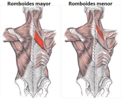 Rhomboid Muscles Exercises For Strength And Flexibility Fit People