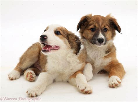 Dogs Sable Border Collie Pups Photo Wp09819