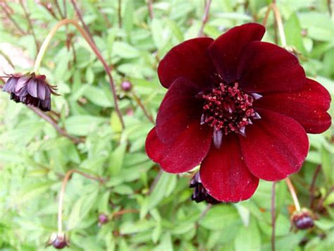 Here the list of 10 most beautiful. Top 10 Rarest Flowers In The World - The Mysterious World