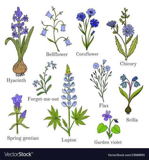 The Language Of Blue Flowers Identification Chart Symbolism Botany