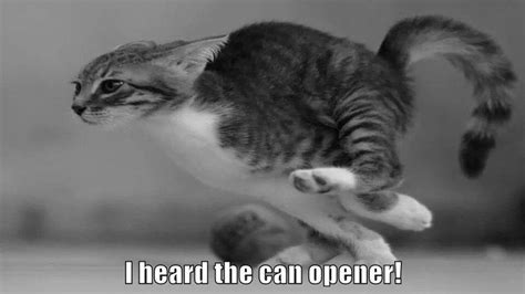 I Heard The Can Opener Pet Kitten Kittens Dog Cat Cat Quotes