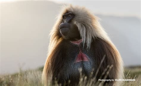Geladas The Extraordinary Monkeys Bringing Tourists To Ethiopia