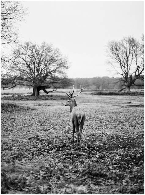 Close Encounters With Royal Deer Richmond Park London — Ana Lui Photography I Ibiza And Mallorca