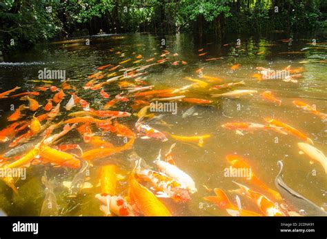 Koi Fish Pond Stock Photo Alamy
