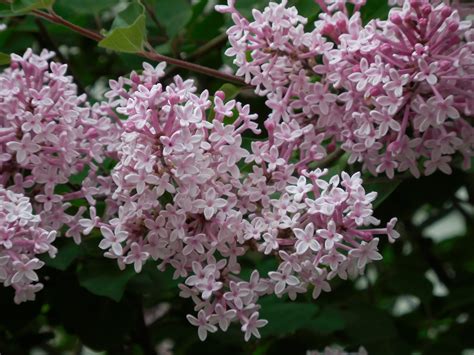 Lilac In Bloom Birds And Blooms