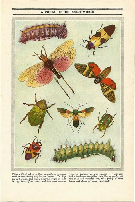Retro Art Insects Vintage Insect Prints Insect Print Vintage Wall Art