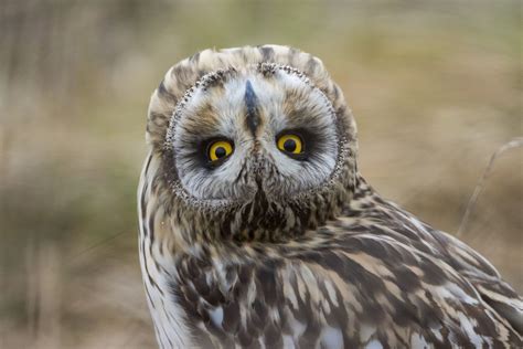 An Owl Twists Its Head Upside Down Picture Amazing Animals From