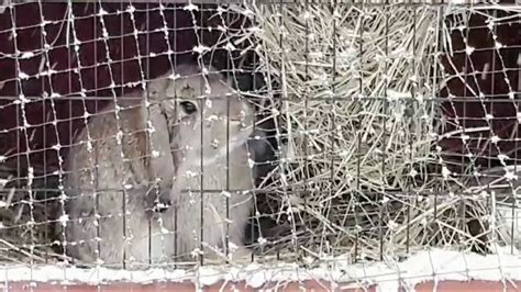 Outdoor Rabbits In The Snow Youtube