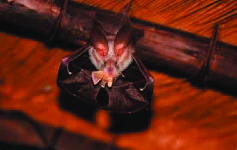 Egyptian Slit Faced Bat Source Mammal Watching Around The World