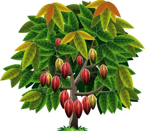 Cacao Tree Stock Illustrations 3880 Cacao Tree Stock Illustrations