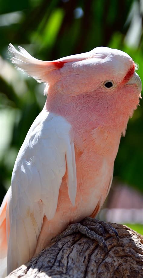 Cute Parrot About Wild Animals