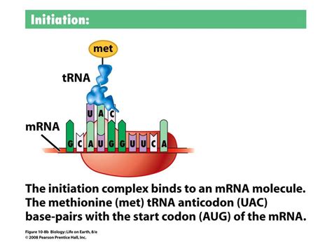 From Dna To Protein Gene Expression Rna And Protein Ppt Download