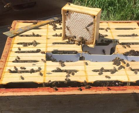 Producing Honeycomb Sections Cheshire Beekeepers Association