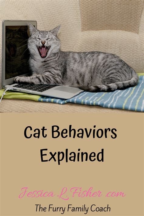 Cat Behaviors Explained Jessica L Fisher