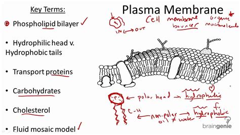 215 Plasma Membrane Structure And Function Youtube