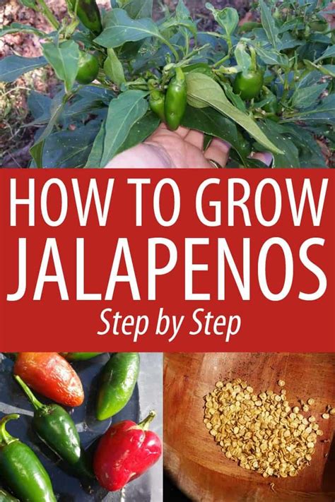 Growing Jalapenos Step By Step New Life On A Homestead Growing