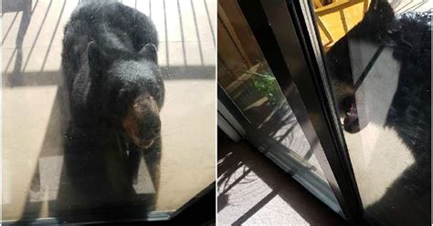 Un Oso Se Cuela En Su Casa Y Consiguen Ahuyentarlo A Pu Etazos