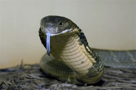 10 Important Difference Between King Cobra And Black Mamba With