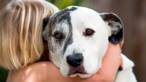 ¡abrazar A Un Perro Ayuda A Reducir El Estrés Chapin Tv