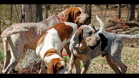 American english coonhound las cruces, 3 american english redtick coonhound puppies for sale. American English Coonhound Dog breed - YouTube