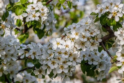 I fiori sono solitari e ascellari, profumati, lungamente peduncolati, di colore bianco o rosa con simmetria raggiata. Ipastock - Bellissimi rami d'albero in fiore primavera con fiori bianchi mac