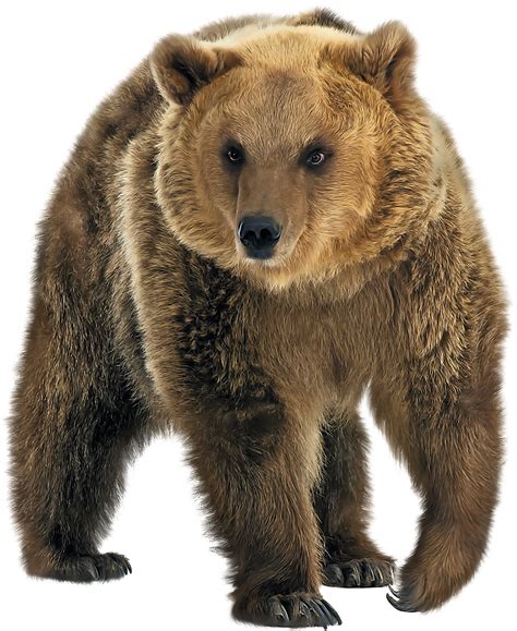 Grizzly Bear Png - PNG Image Collection png image