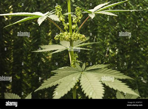 Male Cannabis Plant Hi Res Stock Photography And Images Alamy