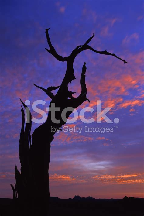 Tree Sunset Silhouette Stock Photo Royalty Free Freeimages