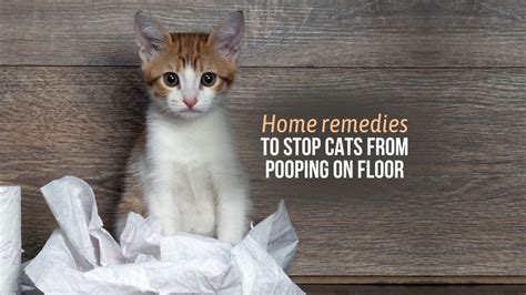 5 Home Remedies To Stop Cats From Pooping On Floor