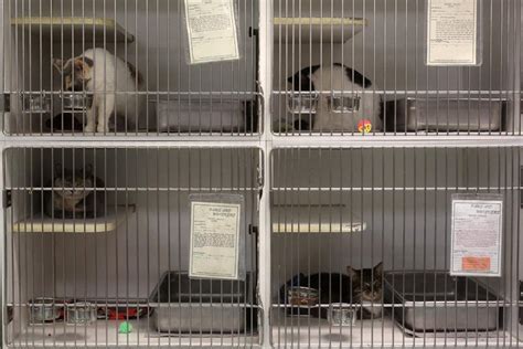 Cats Pack Animal Shelters The Blade