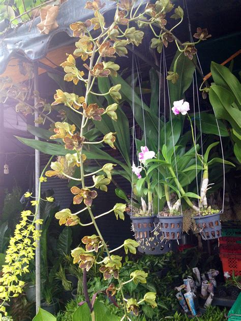 Orchids No 01 By Jj Markey Thailand Orchids Plants Garden