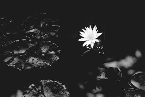 Wallpaper Black Background Minimalism Monochrome Plants Leaves