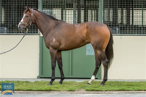 2022 Gold Coast 2yos In Training Sale Lot 104 Ribchester Ire Northern Cath Aus