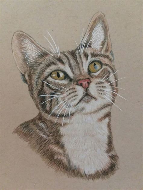 My First Realistic Cat Drawing With Colored Pencils Cat Drawing Realistic Cat Drawing