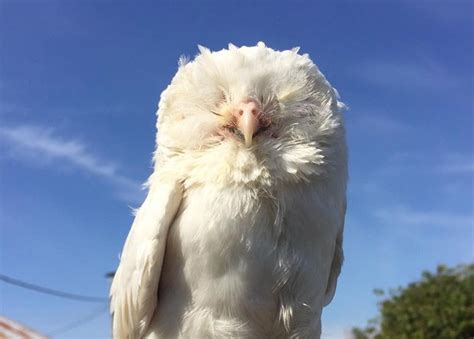 Everything About Albino Owl Are They Real Hedge The Book