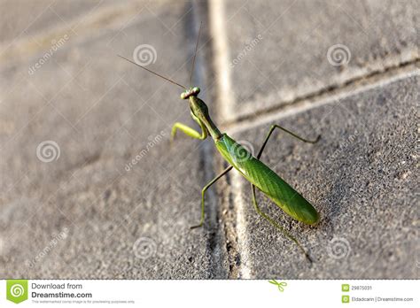 Urban Praying Mantis Stock Image Image Of Antenna Outdoors 29875031