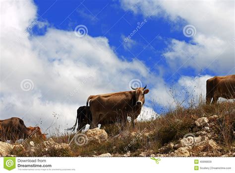 Many Cows On The Caucasus Mountain Grassland Stock Image Image Of