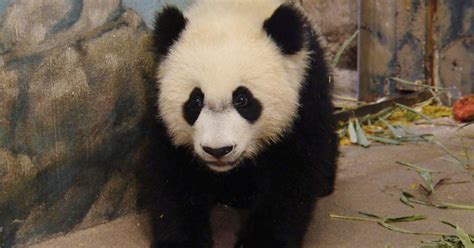 Saving The Giant Pandas Cbs News