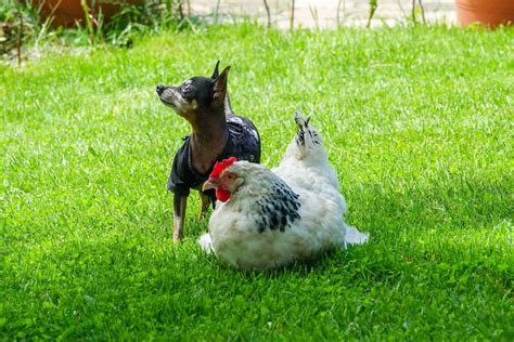 Can You Feed Chickens Dog Food What You Need To Know