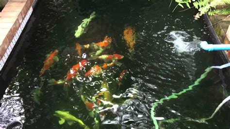 An old used water header tank, some plastic agricultural stock board and a plastic drilled out plastic bin a tube of ct1 and 15 stainless bolts nuts and washers. Protein skimmer Koi pond - YouTube