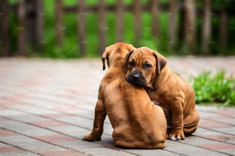 Two Cute Rhodesian Ridgeback Puppies High Quality Animal Stock Photos