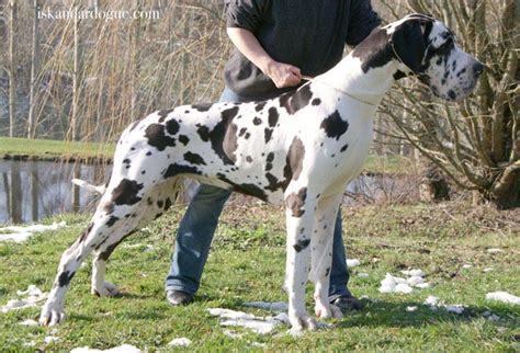 Facebook gives people the power to share and makes the. dogue allemand : al-azhar