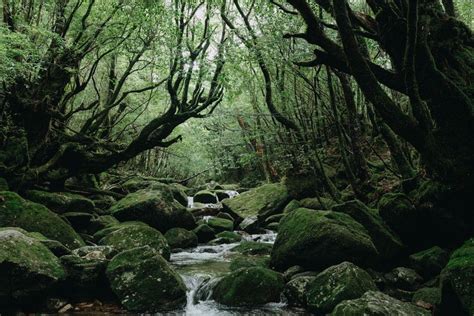 Mossy Rainforest Of Yakushima Japan By Ippei And Janine Naoi World