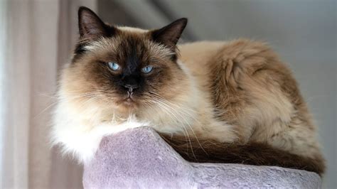 Everything You Need To Know About The Ragdoll Cat Breed Mrilacom