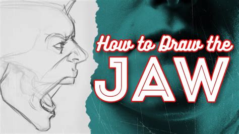 How To Draw The Jaw Youtube